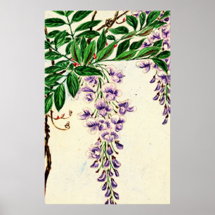 Poster Wisteria Vine Blooms 1870
