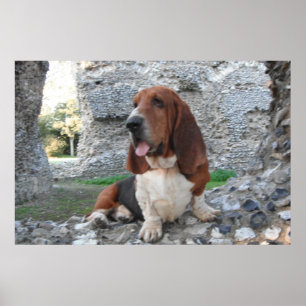 Poster With Basset Hound Castle Ruin Visit