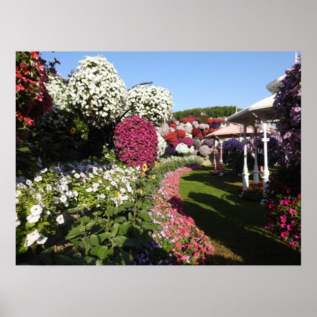 Poster with colourful petunias (Front)