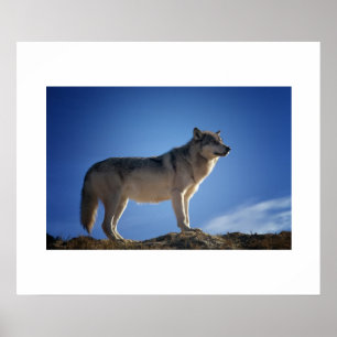 Poster Wolf