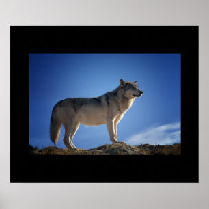 Poster Wolf