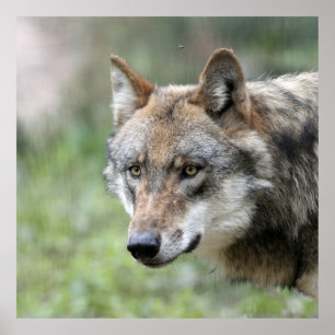 Poster Wolf 001