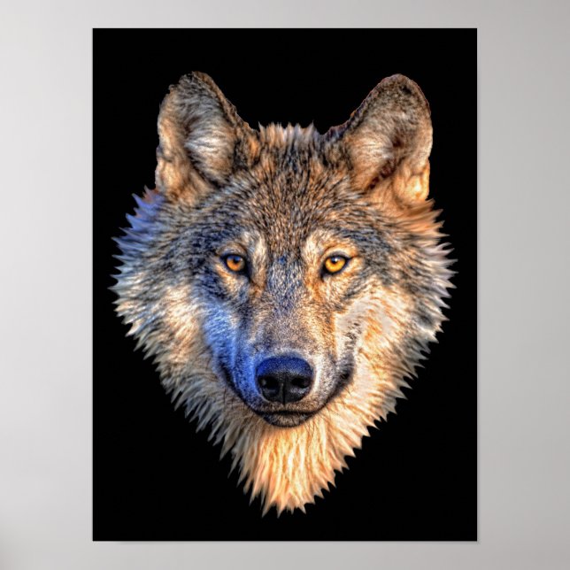 Poster Wolf attentif (Devant)