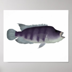 Poster Wolf Cichlid