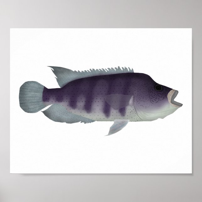 Poster Wolf Cichlid (Devant)