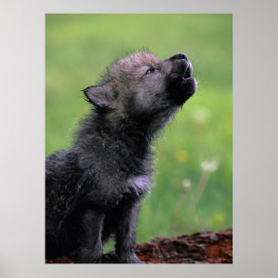 Poster Wolf Cub Howling