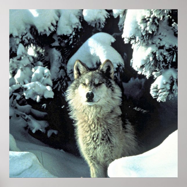 Poster Wolf Dans La Neige (Devant)