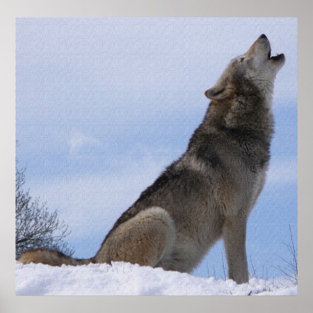 Poster Wolf Howl (Devant)