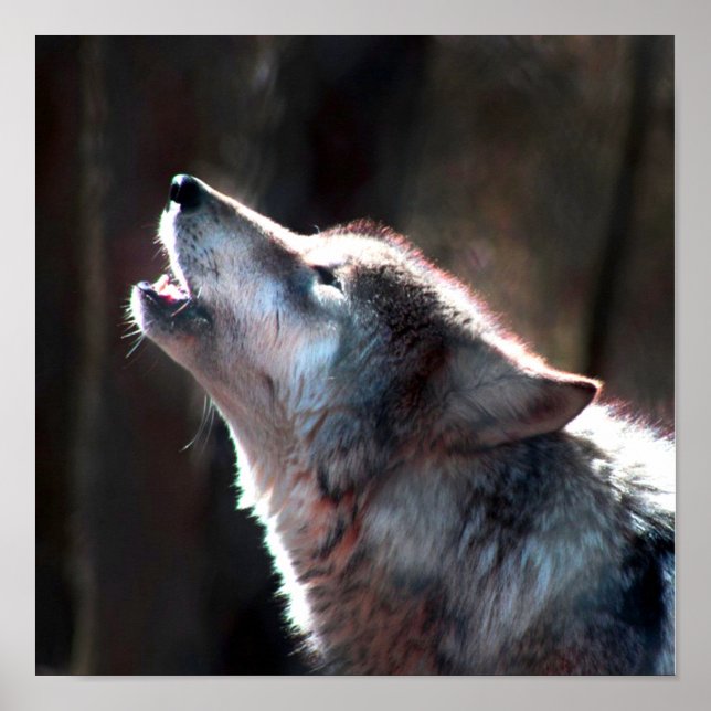 Poster Wolf Howling Loup solitaire (Devant)