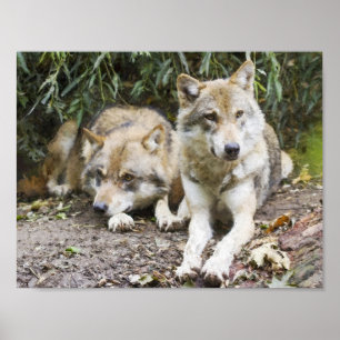 Poster Wolf Pair Resting in the Woods Wildlife