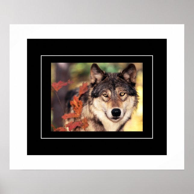 Poster-Wolf Poster (Front)