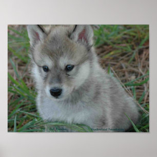 Poster Wolf Pup