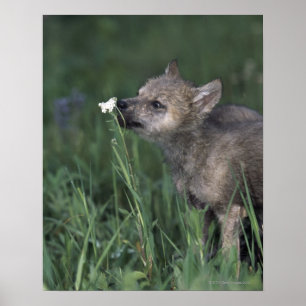 Poster Wolf Puppy Fleur sauvage de montagne