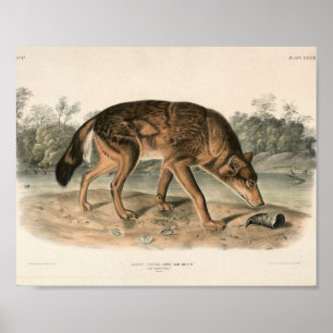 Poster Wolf texan rouge américain (Canis lupus)
