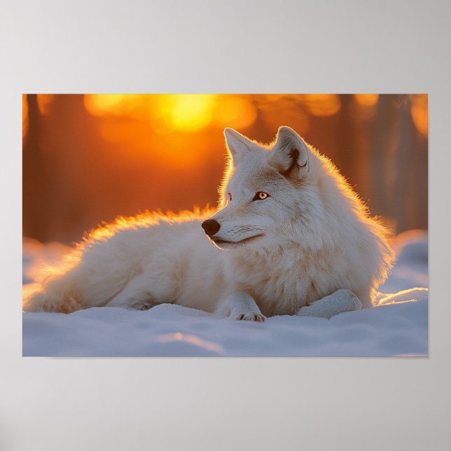 Poster Wolf Wild Animal Loving Portrait (Devant)