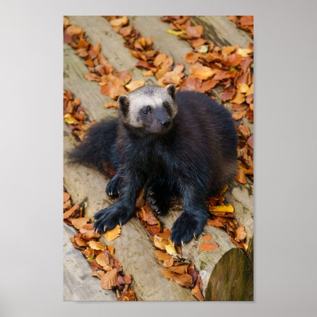 Poster Wolverine avec de gros pattes (Devant)