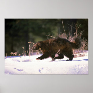 Poster Wolverine courant à travers la neige