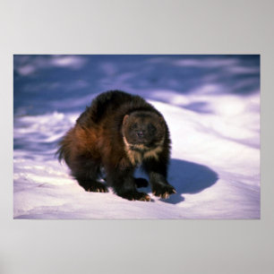Poster Wolverine on snow