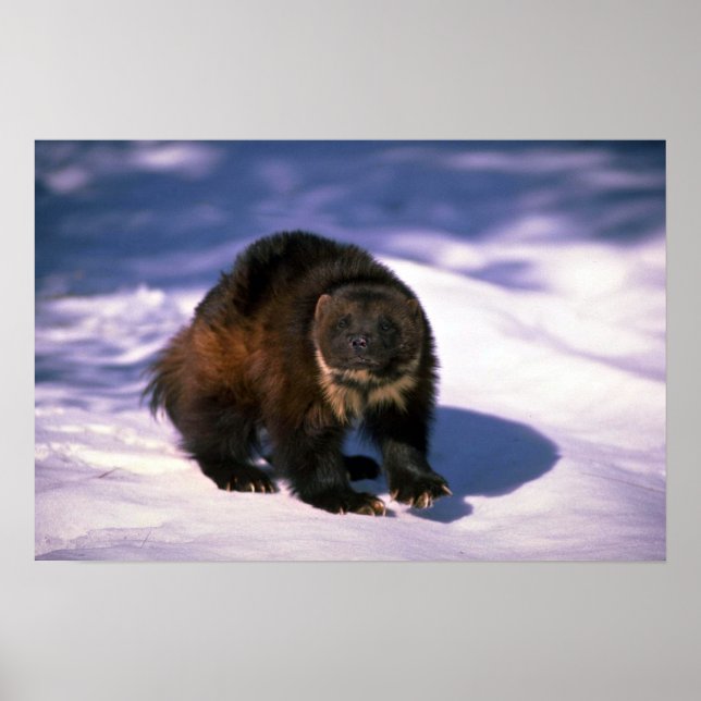 Poster Wolverine sur neige (Devant)