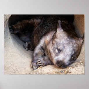 Poster Wombat