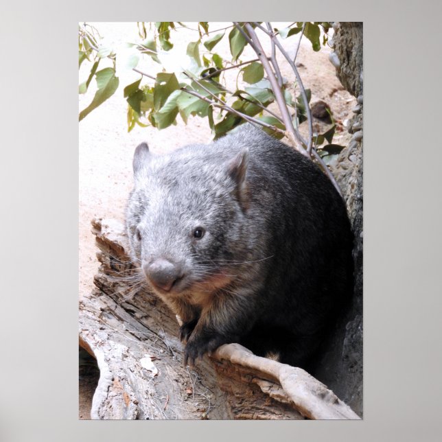 Poster Wombat (Devant)
