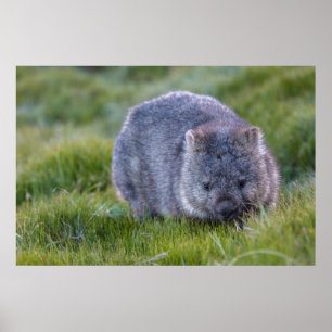 Poster Wombat Australie
