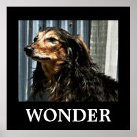 Wonder