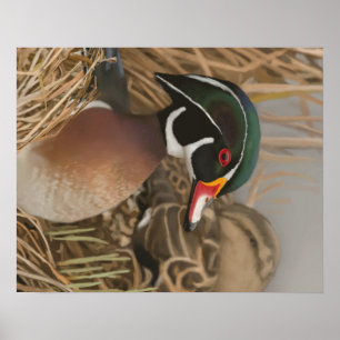 Poster Wood Duck