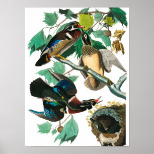 Poster Wood Duck par John James Audubon