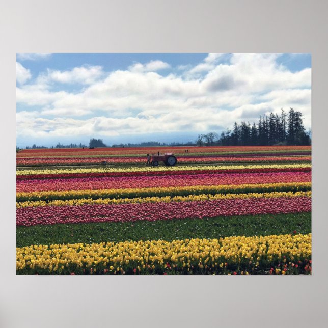 Poster Wooden Shoe Tulip Farm, Woodburn, Oregon (Devant)