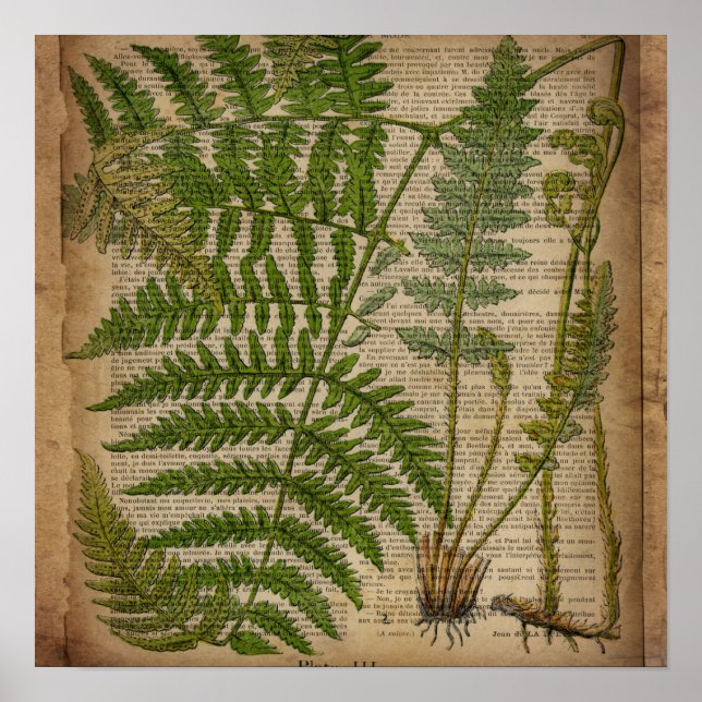 Poster woodland foliage french botanical (Devant)