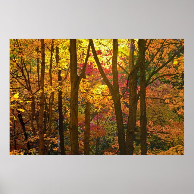 Poster Woods in Automn - (Devant)