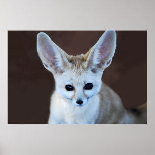 Poster Worlds Cutest Fennec Fox