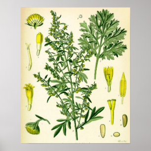 Poster wormwood