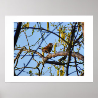 Poster Wren 