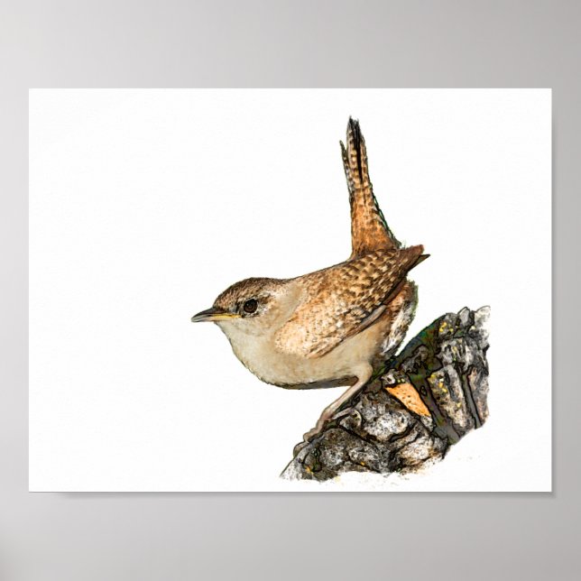 Poster Wren (Devant)