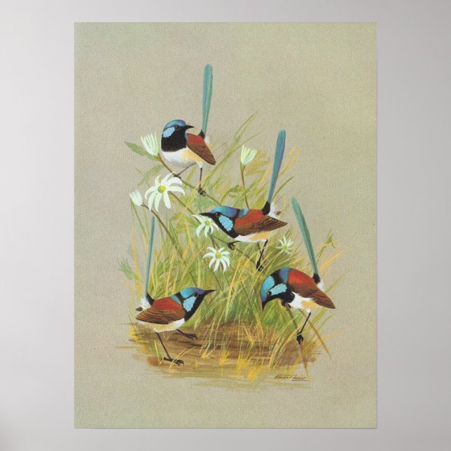 Poster Wren - Malurus lamberti (Devant)