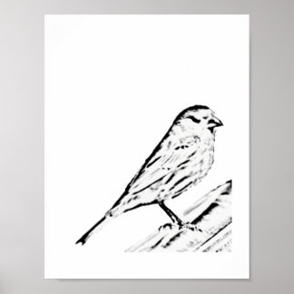 Poster - Wren to Colour