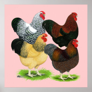 Poster Wyandotte :  Assortiment de coqs