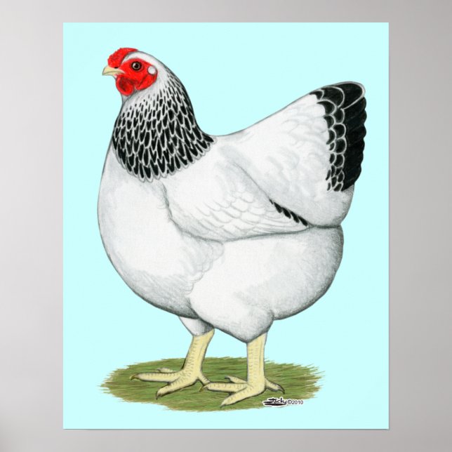Poster Wyandotte : Colon Hen (Devant)