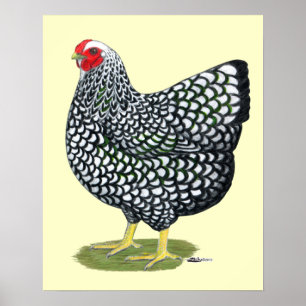 Poster Wyandotte : Hen à lacet argent