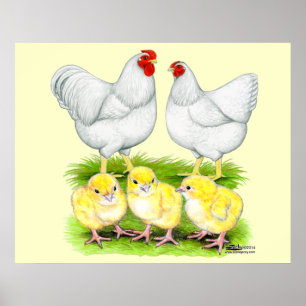 Poster Wyandotte White Chicken Family