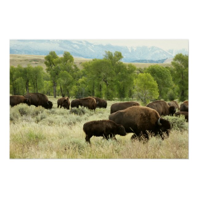 Poster Wyoming Bison Nature Animal Photographie (Devant)