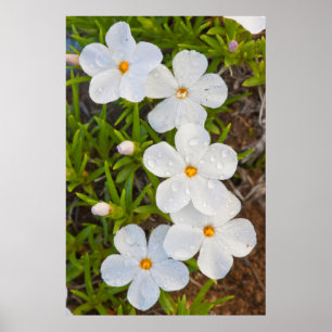 Poster Wyoming, comté de Sublette, gros plan sur Phlox