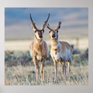 Poster Wyoming, comté de Sublette, mâles Pronghorn