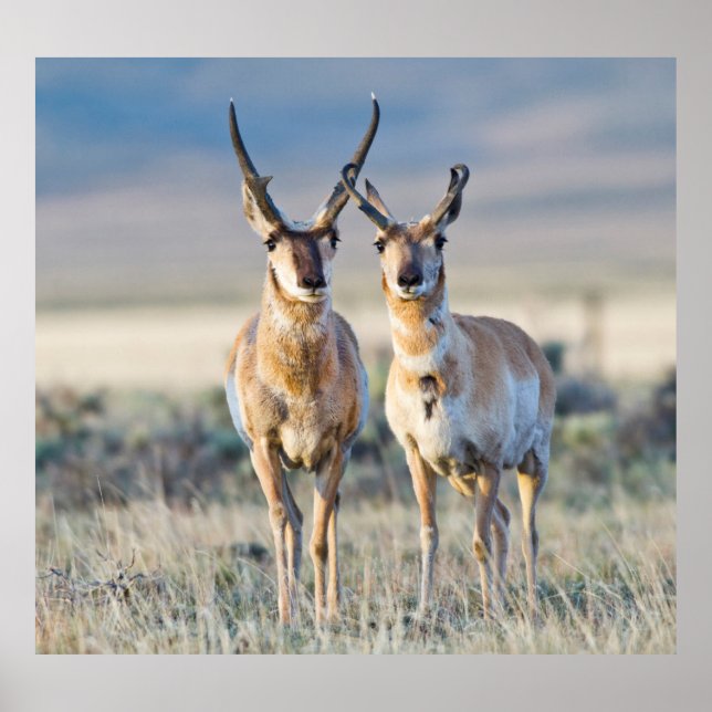 Poster Wyoming, Comté de Sublette, Pronghorn (Devant)