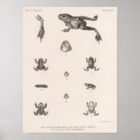 XXV Rana, Bufo, Spea