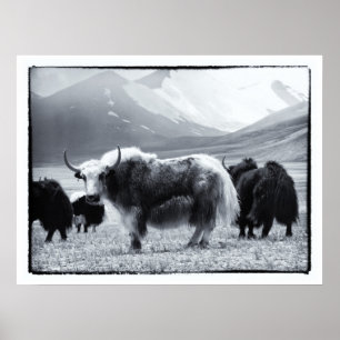 Poster Yaks - L'Himalaya