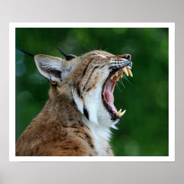 Poster Yawning Bobcat (Devant)