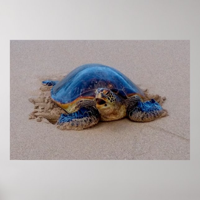 Poster Yawning Tortue de mer (Devant)